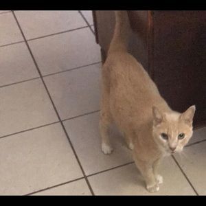 Meet your Posher, Alison